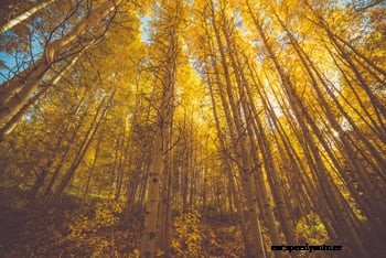 Best Places for Viewing Beautiful Aspens this Fall