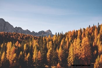 Best Places for Viewing Beautiful Aspens this Fall