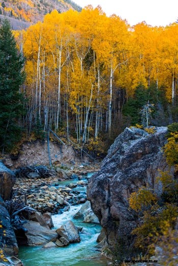 Best Places for Viewing Beautiful Aspens this Fall
