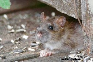 What’s under your hood?…hopefully not a porcupine!