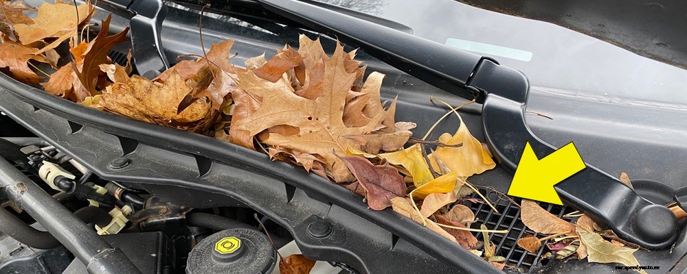 Rake those leaves from your car…Don’t Ignore them