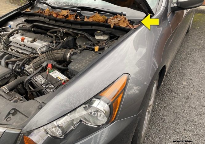 Rake those leaves from your car…Don’t Ignore them