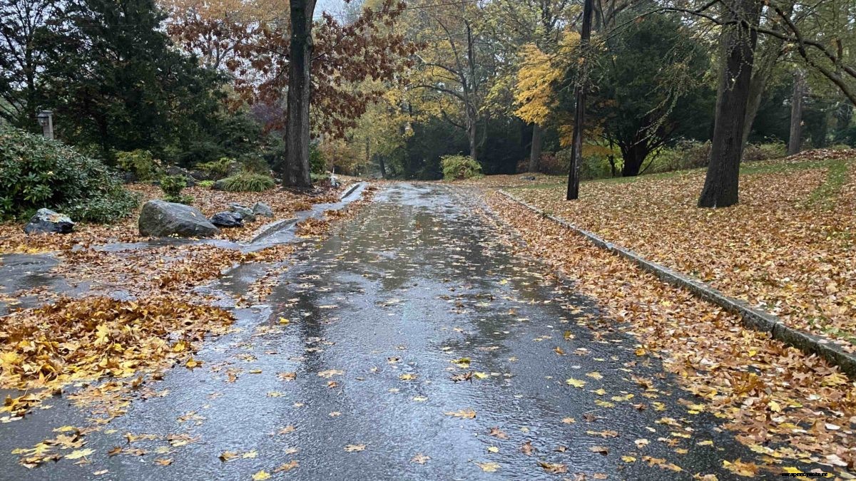 7 Fall Driving Tips: Handing Wet Leaves & Rain