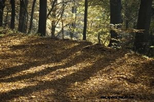 Autumn Driving: Here Come the Leaves