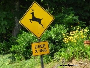 Don’t Veer for Deer