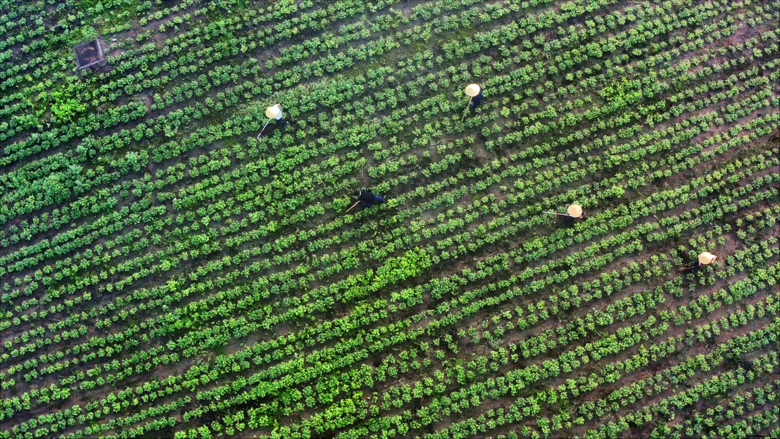 Between High-Voltage Batteries & Electric cars: BMW Brilliance Automotive Grows Peanuts in China