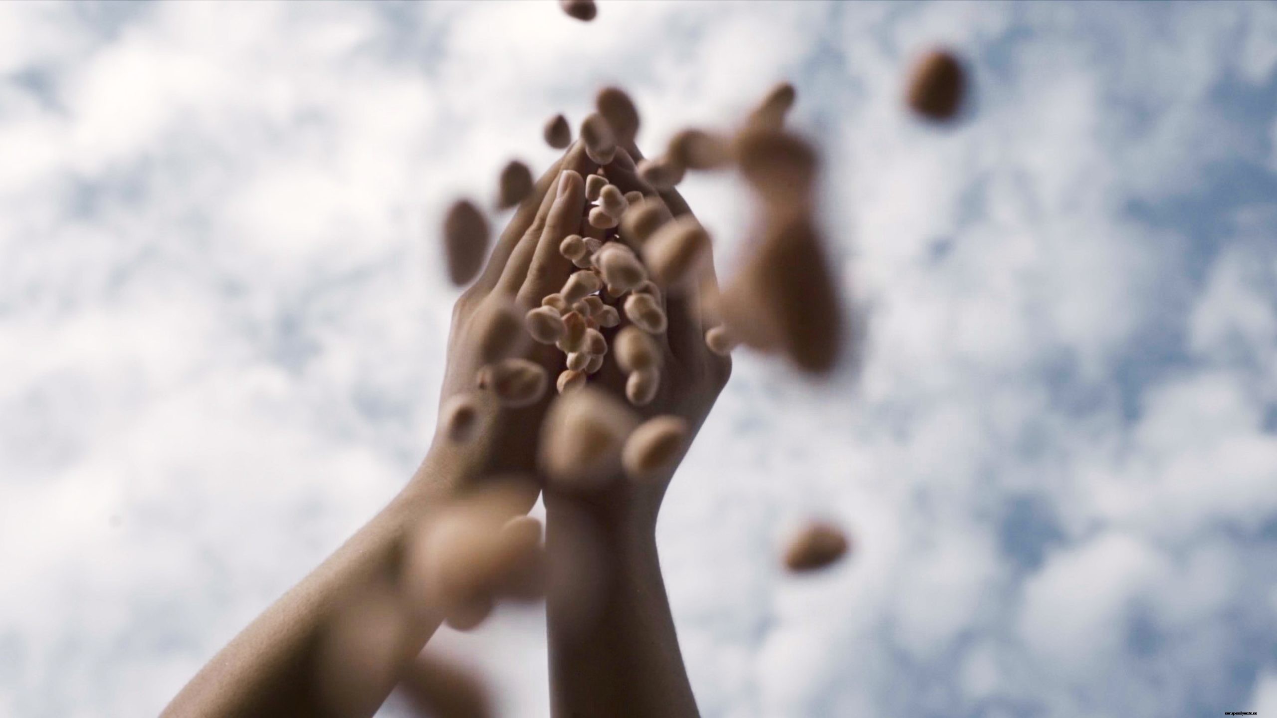 Between High-Voltage Batteries & Electric cars: BMW Brilliance Automotive Grows Peanuts in China