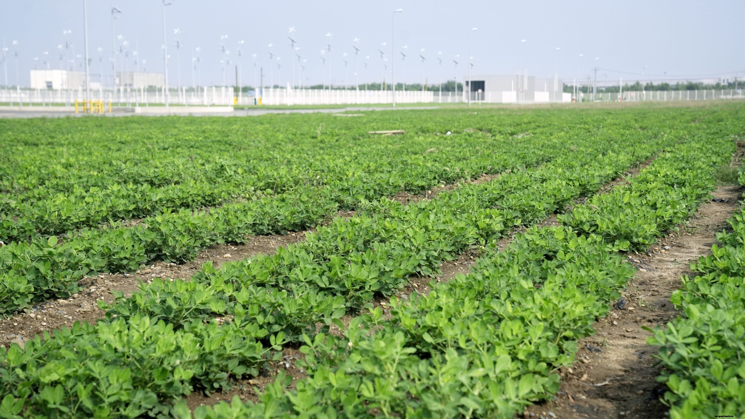 Between High-Voltage Batteries & Electric cars: BMW Brilliance Automotive Grows Peanuts in China