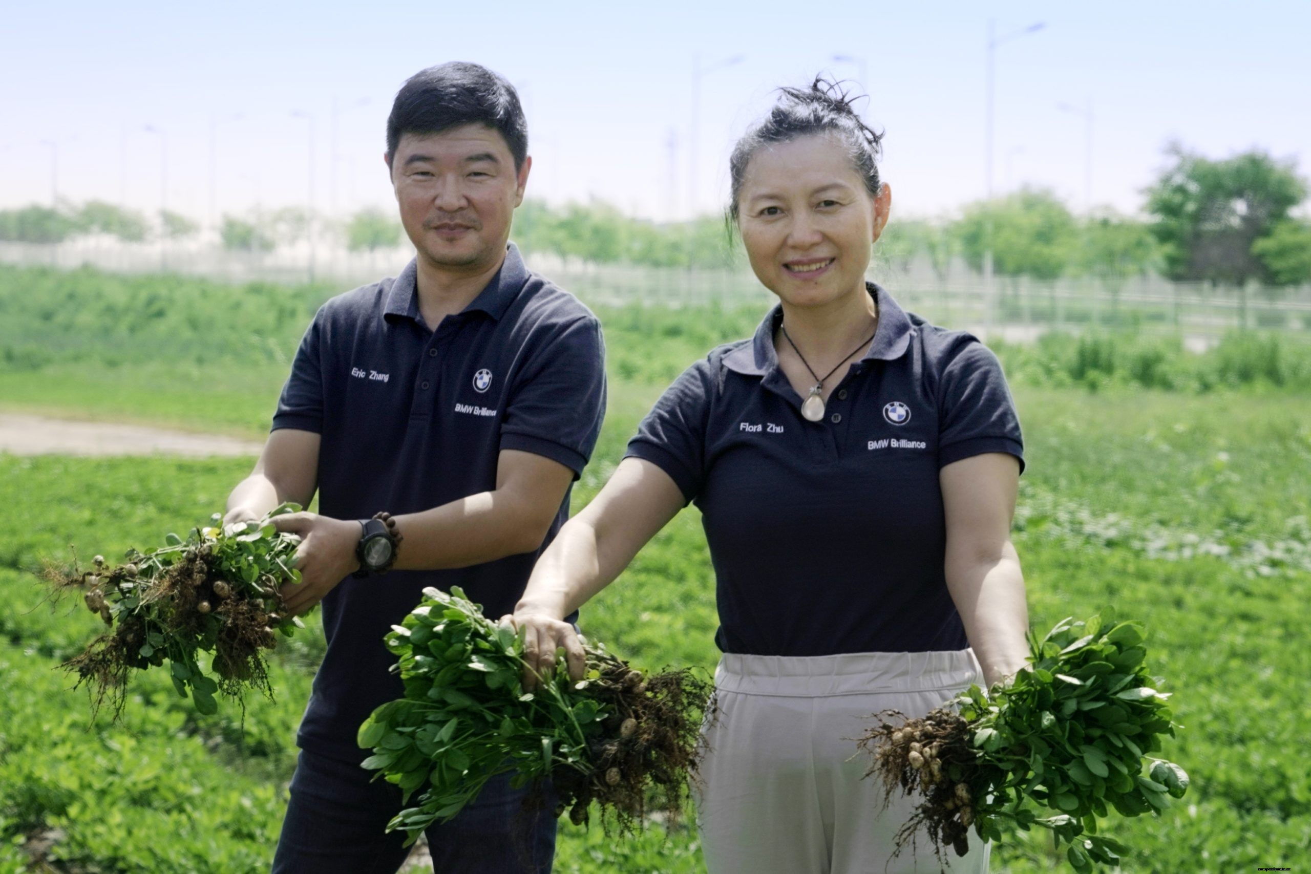 Between High-Voltage Batteries & Electric cars: BMW Brilliance Automotive Grows Peanuts in China