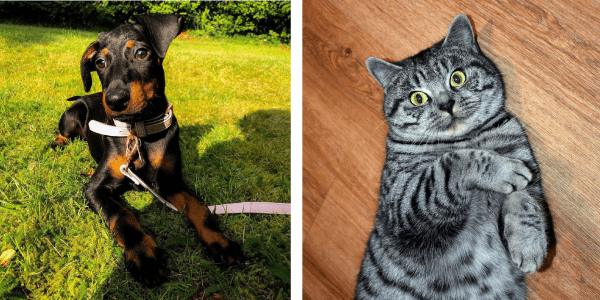 DriveElectric’s News Roundup – May 2020