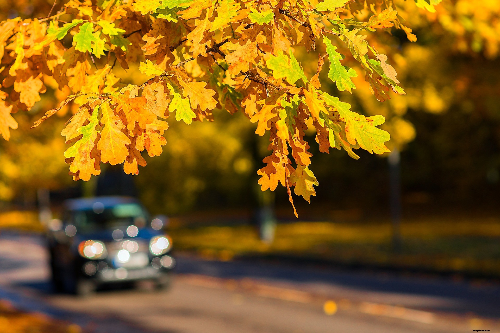 6 Essential Fall Car Care Tips