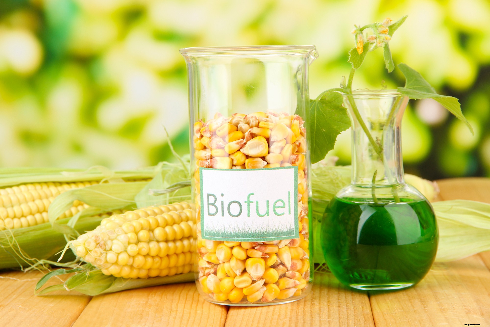 Renewable Fuels: What is Biodiesel?