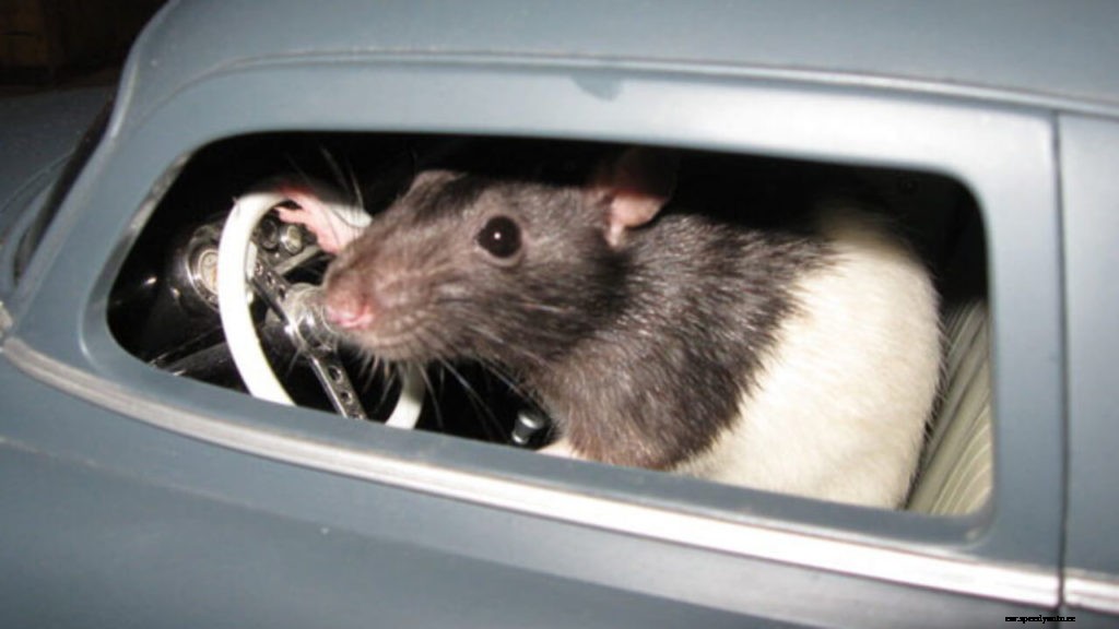 How to Protect Car from Rats – 7 Tips