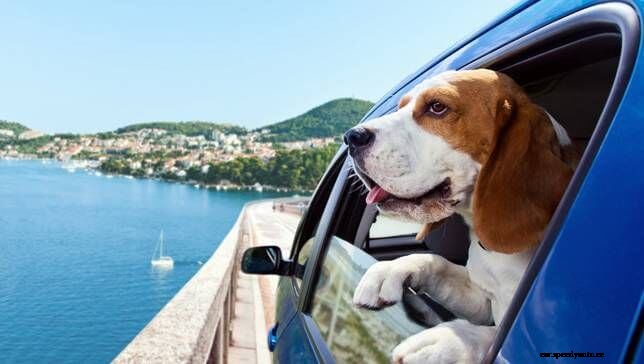 50 Tips to Make Your Road Trip an Easy Ride