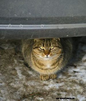 The Facts About Winter Storage of Classic Cars