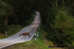 Tips To Avoiding Animal-Related Auto Collisions