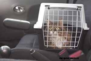 Driving Safety Tips for Pets and Their Owners