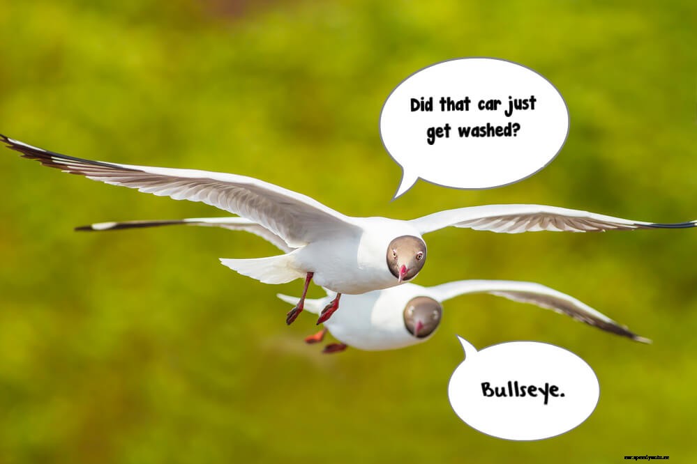 7 Little Things That Can Do Big Damage to Your Cars Paint