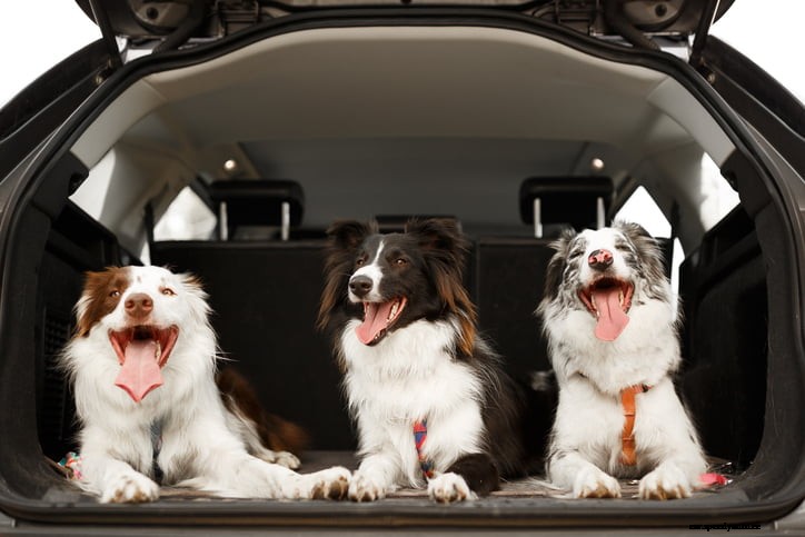 The Best Cars for Dog Owners