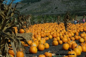 5 Things To Do In The Fall In Minnesota