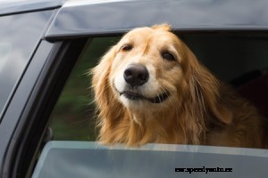 The 7 Best Cars For Dogs