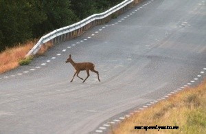 Minnesota Car Repair After Hitting A Deer