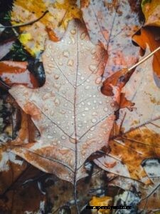 Free your Air Vents of Autumn Leaves