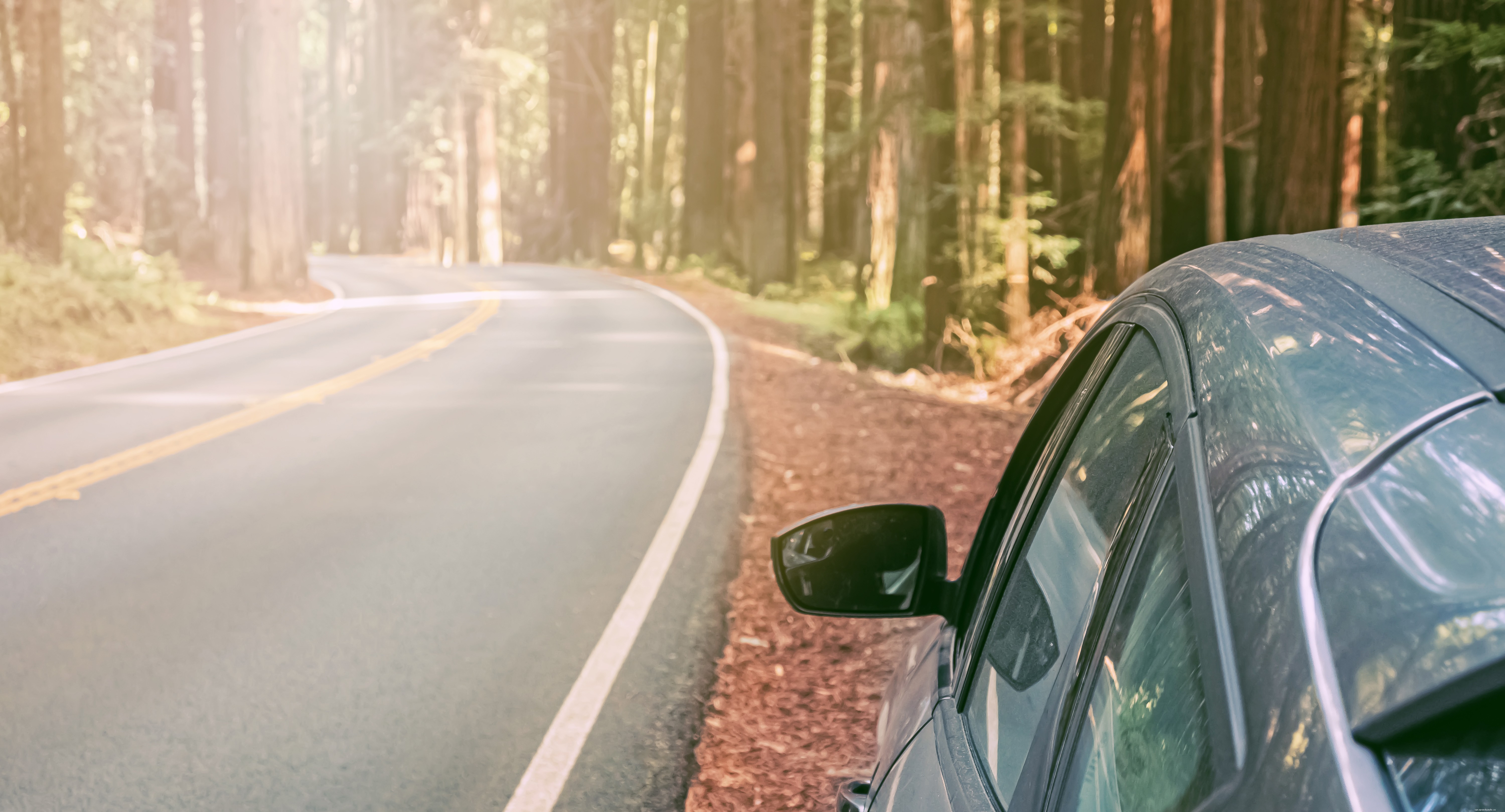 Weve Partnered With One Tree Planted for West Coast Reforestation