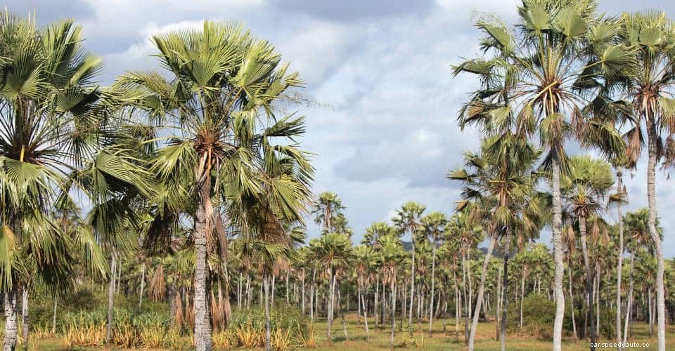 Carnauba vs. Synthetic Wax