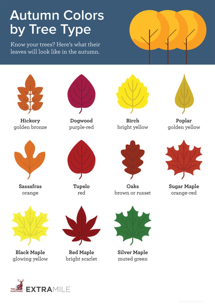 Everything You Need to Know about Leaf Peeping