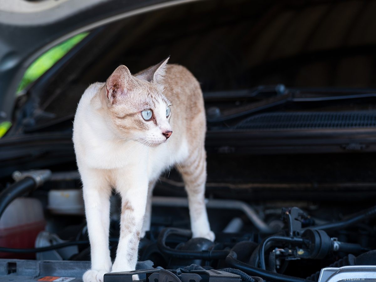 15 Crazy Things Car Mechanics Have Seen on the Job