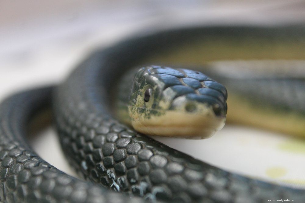 15 Crazy Things Car Mechanics Have Seen on the Job