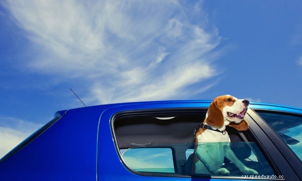 Dog hair on your car upholstery? De-fur with these DIY tips