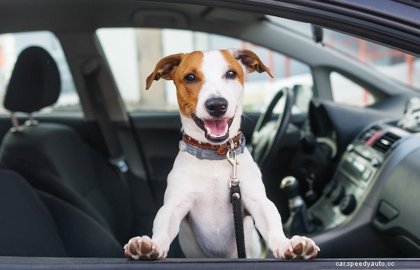 What You Need to Know Before Bringing Your Pet on the Road