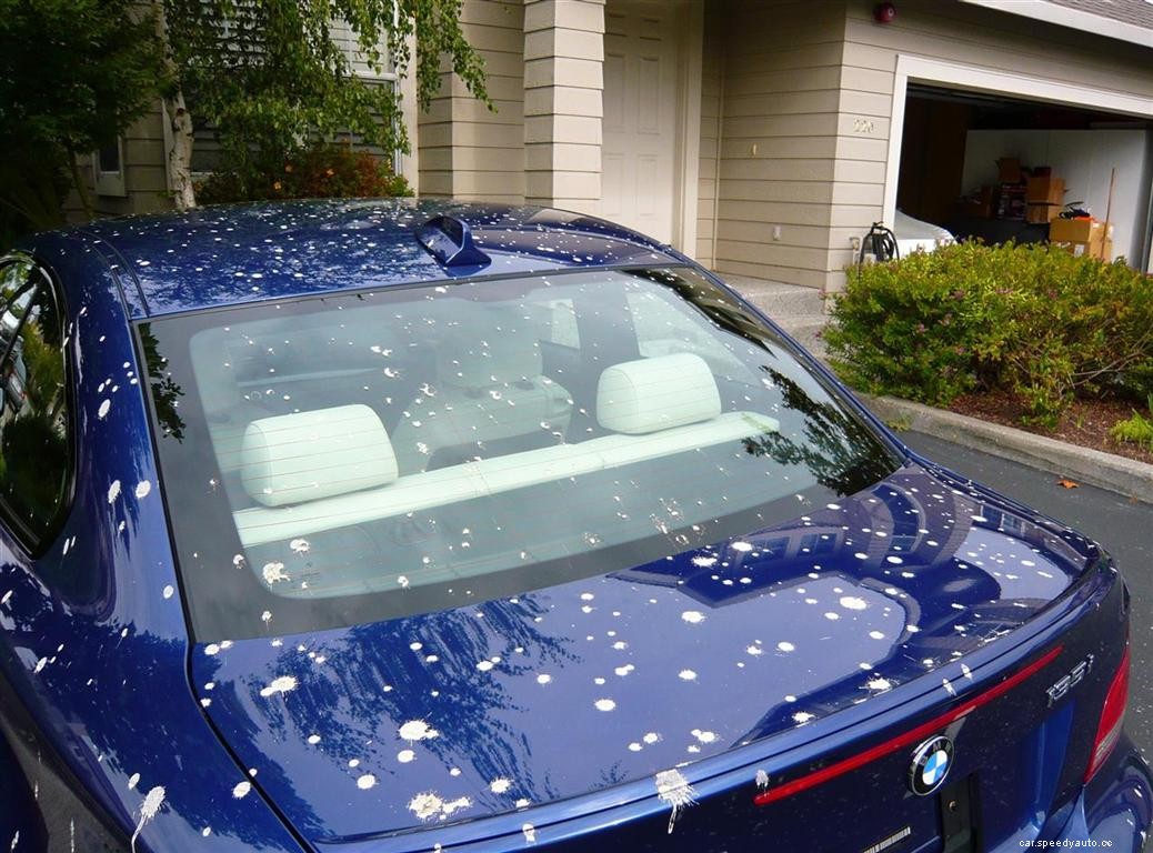 How to Recover the Car Paint Damage from Bird Droppings