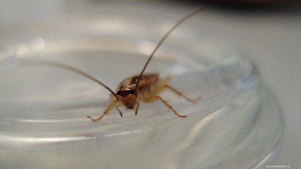 How to Get Rid of Roaches Out Of Car – The Nifty Tricks