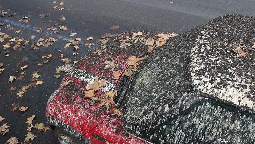 Why Do Birds Poop On Red Cars?