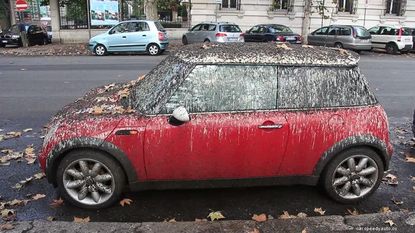 Why Do Birds Poop On Red Cars?