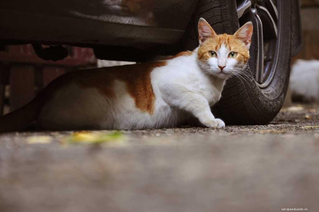 How To Keep Cats Off Your Car: The Most Effective Ways