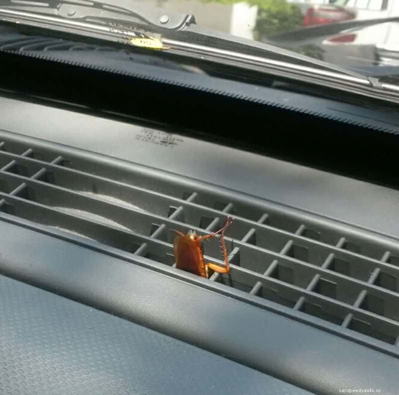 How to Get Rid of Roaches in Your Car