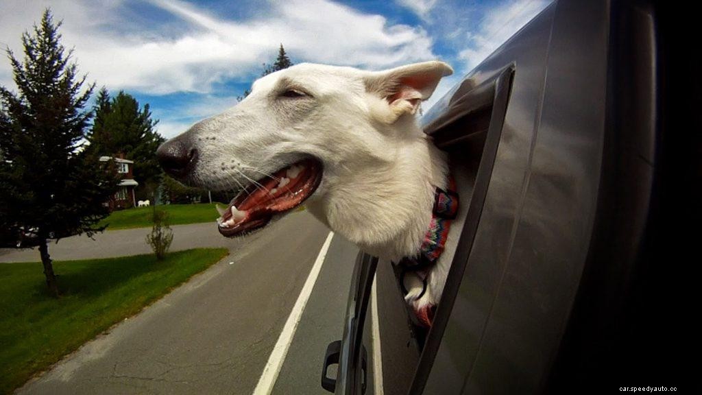 Does Putting Body Parts Out Of A Car Window Can Cost A Big Loss?