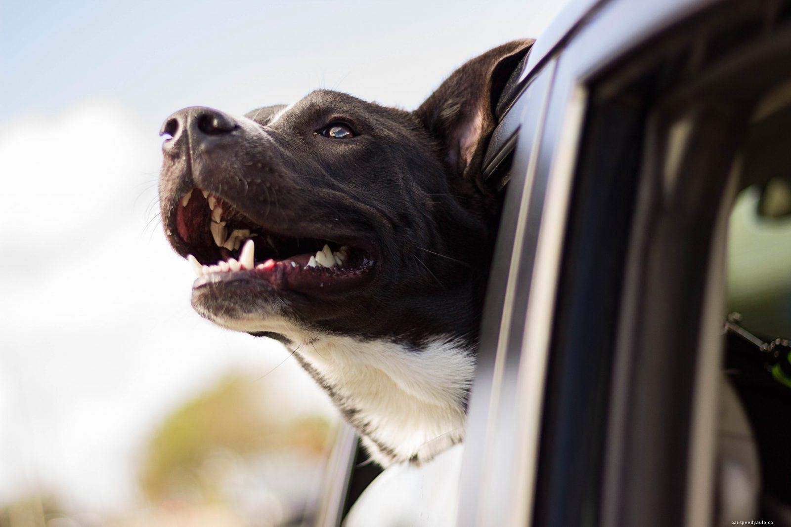 Words of Wisdom for Car Traveling with Your Dog