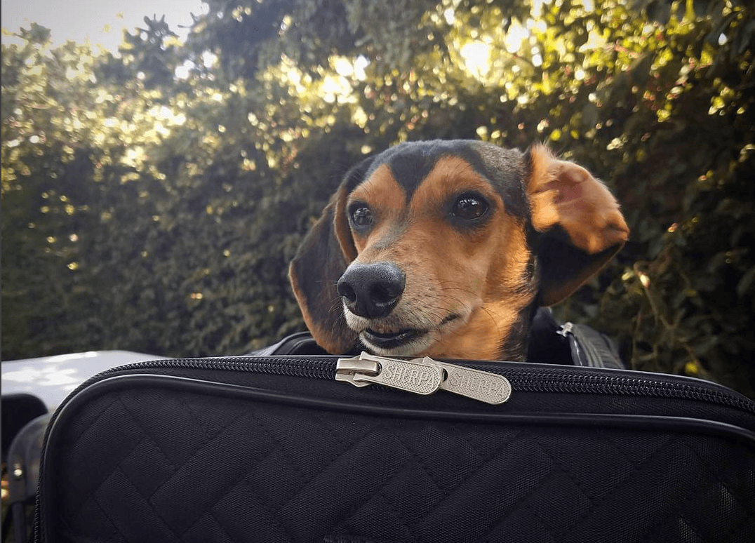Words of Wisdom for Car Traveling with Your Dog