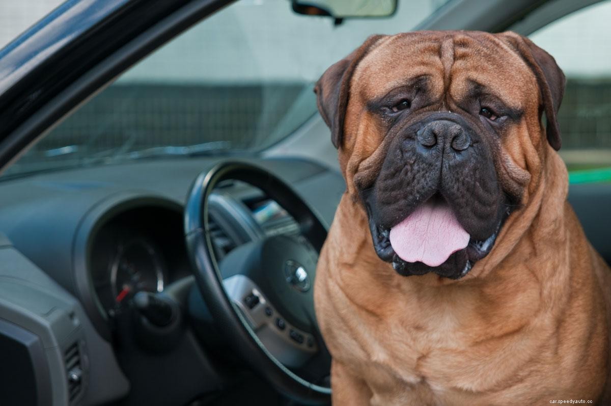 Words of Wisdom for Car Traveling with Your Dog
