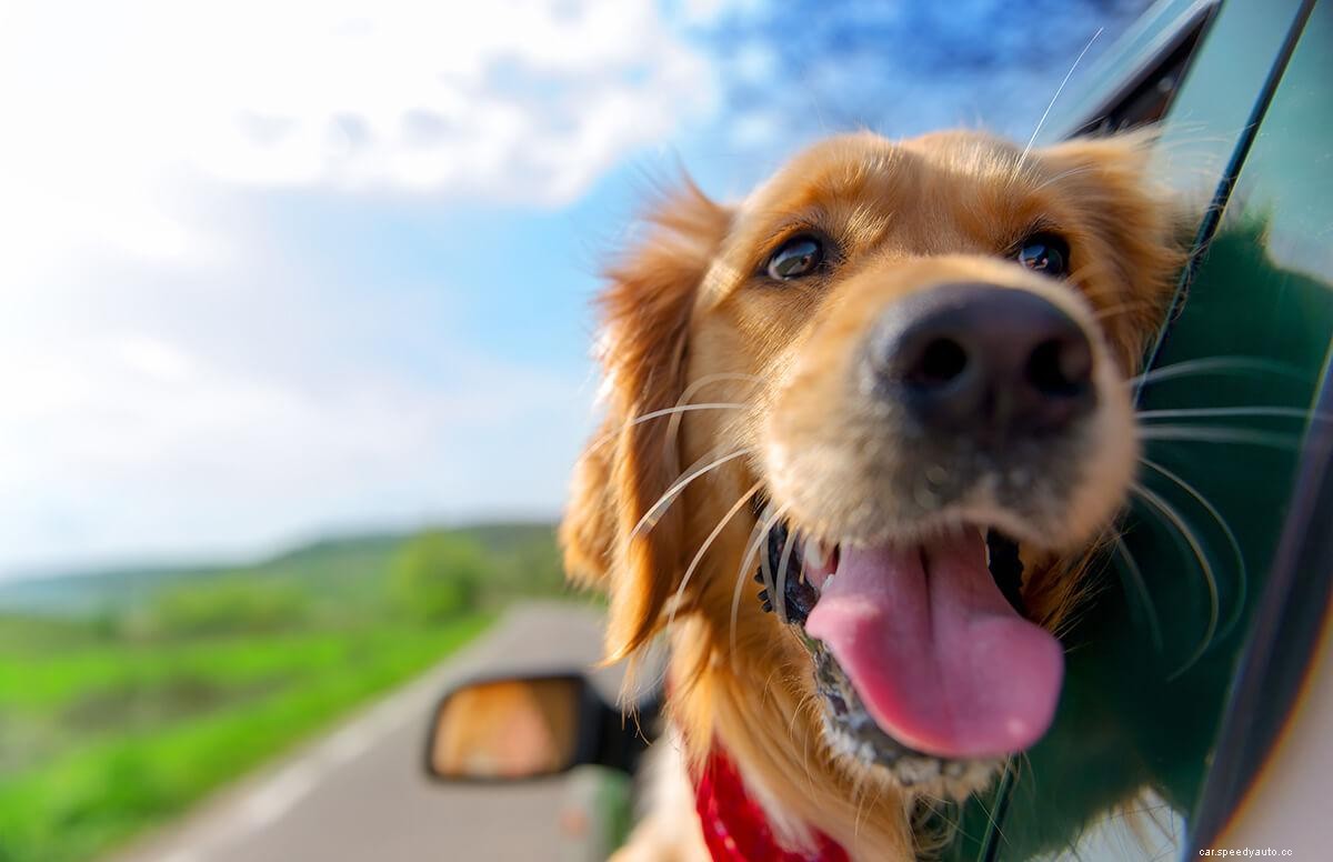 Words of Wisdom for Car Traveling with Your Dog