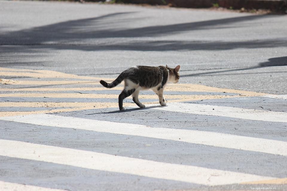 Eye-Opening Truck Driving Tips That Will Save Lives