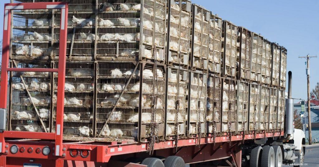 20 Funny and Weird Traffic Laws in the US