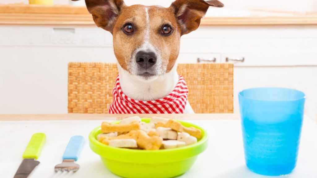 Top 10 Tips for Traveling With Pets in Cars