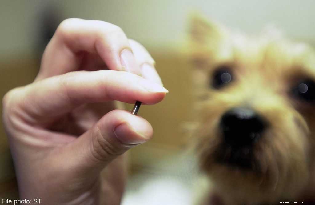 Top 10 Tips for Traveling With Pets in Cars