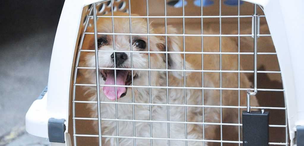 Top 10 Tips for Traveling With Pets in Cars